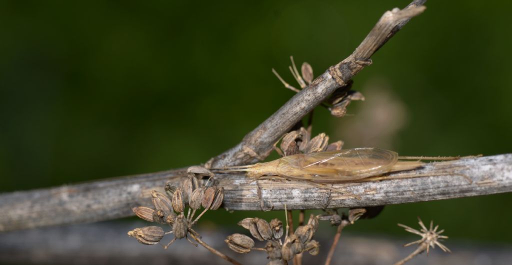 Oechantus cfr. pelluncens (Gryllidae)